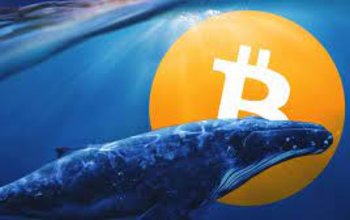 Cá voi Bitcoin 5.500.000.000 USD quay trở lại thị trường tiền điện tử, tích lũy 3.241 BTC sau một ngày