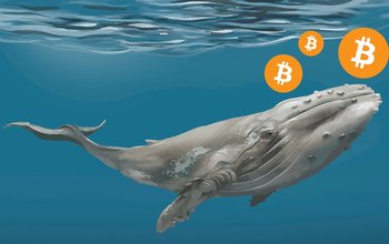 Cá voi bitcoin lấp đầy túi của họ bất chấp cảnh báo giá BTC có thể giảm xuống dưới 40 nghìn đô la