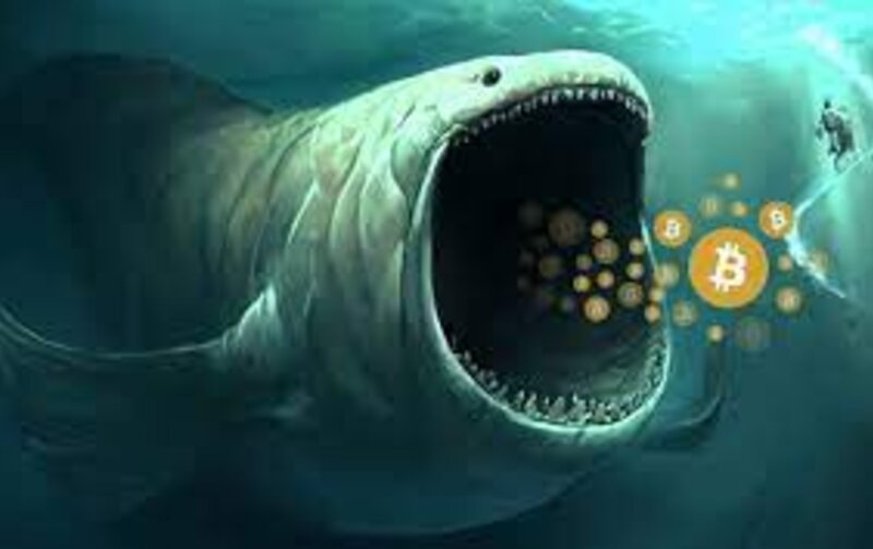 Cá Voi Đã Tích Lũy Bitcoin Rất Nhiều Khi Giảm Giá